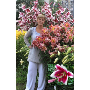 Лилия Фризо